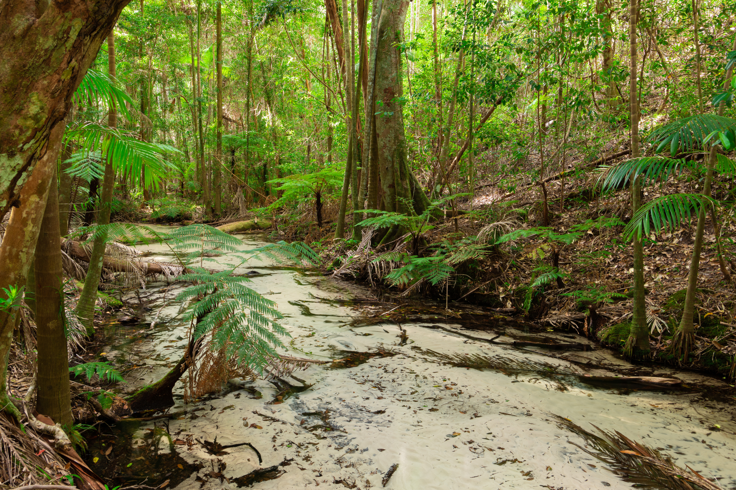 fraser island, queensland (4).webp